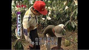 枇杷可以顧肺養肺 好吃的枇杷如何挑選！？ 達人教你看顏色挑選好吃的枇杷 趕快來學！！！ 完整影片在這↓↓ https://youtu.be/WtyxLnQv7Bc 草地狀元YOUTUBE在這↓↓ https://www.youtube.com/user/set29itake 草地狀元IG在這↓↓ https://www.instagram.com/i.career131/?hl=af | 草地狀元