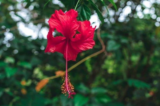 Hibiscus Flower Meaning And Symbolism | Flower Glossary