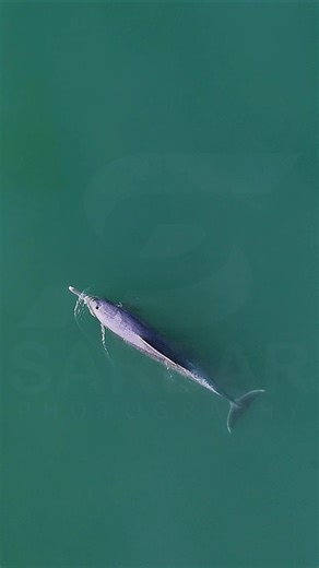 Indian Ocean Humpback Dolphin | Damb Beach, Balochistan