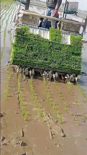 Rice transplantating machine | Paddy transplanter 🌱#paddy