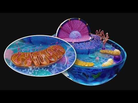 Mitochondria 101 for Fluoroquinolone Associated Disability