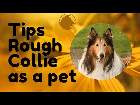 🔥 Tips for choosing a rough collie as a pet