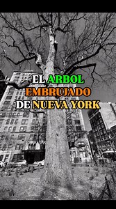 125K views · 1.5K reactions | EL ARBOL EMBRUJADO DE NUEVA YORK  El...