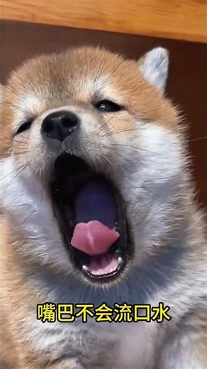 Unboxing so cute puppy #pet #puppy #dog