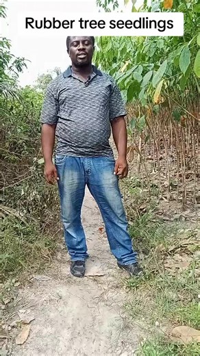 Rubber Tree Seedlings: Best Growing Techniques