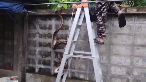 Huge python caught on family's garden wall