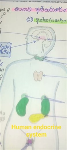 Human Endocrine System 😚🪻