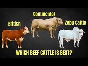 The 3 Types of Beef Cattle Explained | British vs Continental vs Zebu