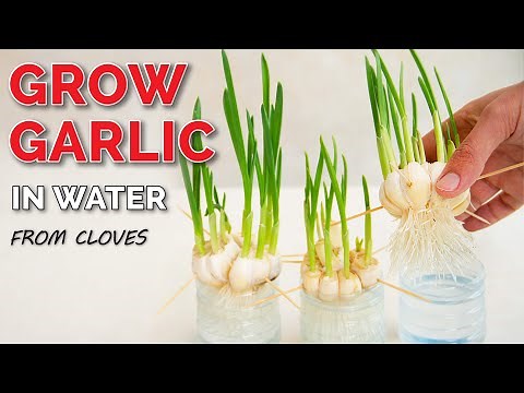 How to Grow Garlic from Cloves | Step-by-Step with Quick Rooting Hack