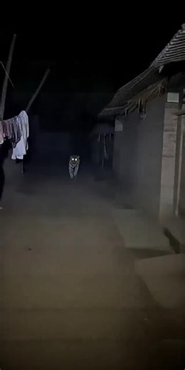 Tiger Walks Into Village Like He Owns It