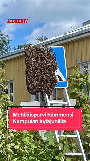 🚸🐝🐝🐝 Mehiläisparvi aiheutti hämmennystä Kumpulan vuotuisilla kyläjuhlilla Helsingissä lauantaina 23. toukokuuta 2026. #iltalehti #uutiset #mehiläinen #helsinki #kumpula