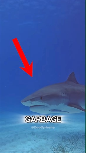 You won’t believe what Tiger Sharks actually eat in the wild 🦈😳 #shorts