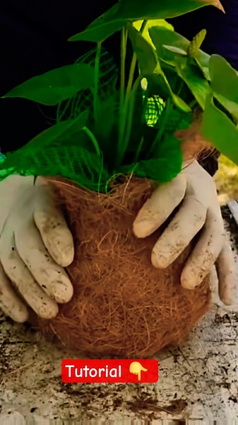 Coconut Kokedama: Transform your plant with this INCREDIBLE technique!