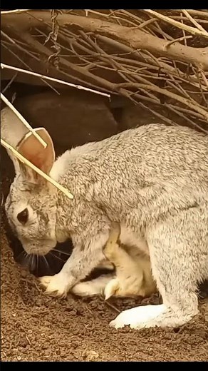 Lovely Bunny - Cute Baby Bunnies !
