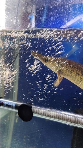 aligater gar fish 🐟 #aquarium #exoticaquariumfish #aligatergar #fishtank