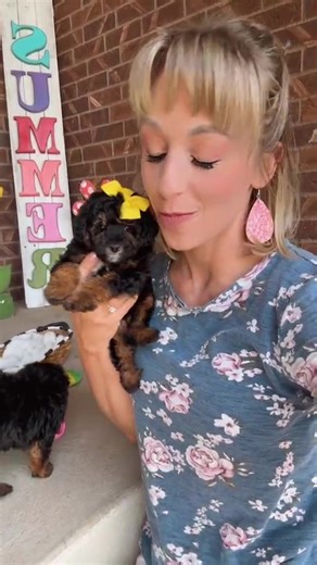 Melissa Talbot on Instagram: "Belles toy poodles are 7 weeks old! I have two little girls waiting to be picked. They are as cute as can be! 6-12 lbs #Poodle #akc #ToyPoodle? #SoFun #cute #ILovePuppies #Adorable #Ready #Poodle"