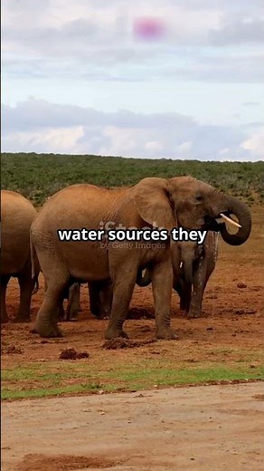 The Incredible Memory of Elephants!