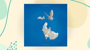 Stellaluna 25th Anniversary Edition