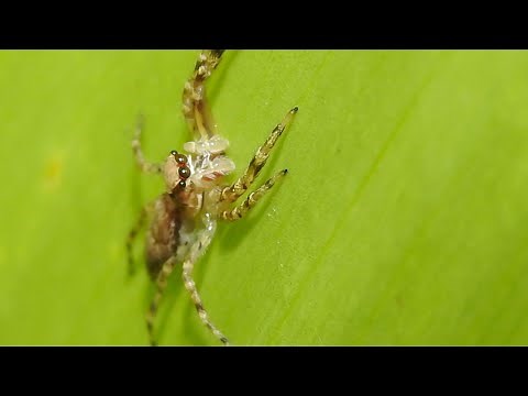 Nikon Coolpix P900 - Macro Photography