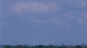 Elephants 101   Nat Geo Wild