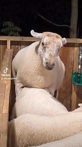 Tgf Sheep on Reels
