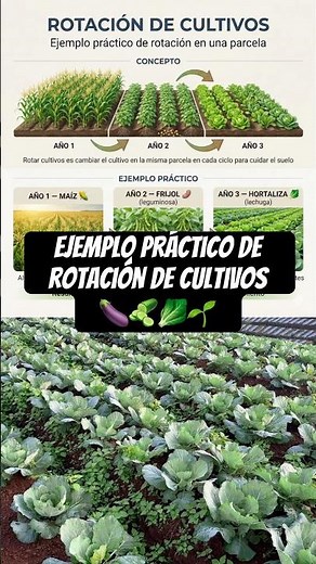 Practical example of crop rotation 🍆🥒🥬🌱