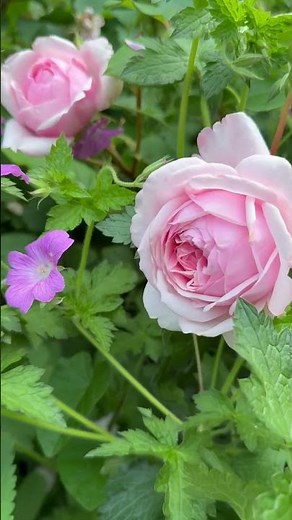 Rose ‘st Ethelburga’ from ‪@PeterBealesRoses‬ #gardenerben