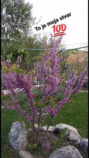 Zivko Zivkovic-laki on Reels