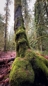 6.8K views · 192 reactions | Come for a walk through these giants. Want more info to plan your visit here, including accessibility information? ♿️ Visit https://bcparks.ca/macmillan-park/  Cathedral Grove, located in MacMillan Park ️ allyson.jules via Instagram ⁠ Tourism Vancouver Island is located on the traditional, ancestral, and unceded territories of the Kwakwaka’wakw, Nuu-chah-nulth, and Coast Salish peoples. | Tourism Vancouver Island | Facebook