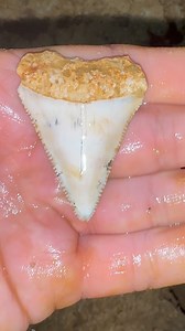 Another ancient Great White Shark Tooth found at Palmetto Fossil Excursions by Ryan Vowell as we dug the old marine fossil layer and ocean floor for days searching for these fossils. This area of South Carolina was under water during the time this Great White Shark was swimming above it #SHRKco #shark #sharks #sharktooth #sharkteeth #charleston #southcarolina #nature #naturetherapy #naturecaptures #greatwhite #sharkweek #greatwhiteshark #greatwhitesharks #rarefind #ancient #prehistoric #oceanlif