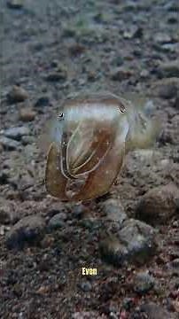 Can This Creature Really Hypnotize Fish? Meet the Color-Shifting Cuttlefish! 🐙✨ #cuttlefish