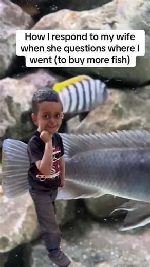 Aquarium #fishtank #cichlid #mbuna #meme #fyp #joke #funny #christmas #plantedtank #aquarium #betta