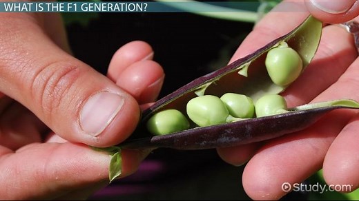 F1 Generation | Definition & Examples
