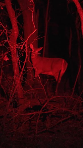 Montana Decoy on Instagram: "Decoys so realistic, it's scary. Happy Halloween! ㅤ #montanadecoy #halloweenhunt #whitetaildeer #whitetaildecoys"