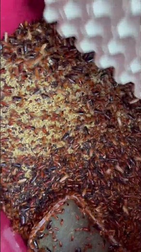 My HAND vs THOUSANDS of COCKROACHES !!! ~ How does it feel?? 🪳🖐🏽🪳 #shorts