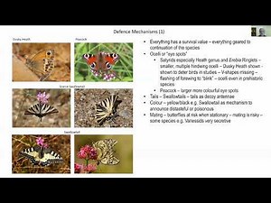 Butterfly Behaviour: what we know, what we think we know, and what we don’t know - Roger Gibbons