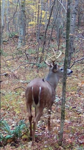 Buck Grunt Sound (VOLUME UP) | #Shorts