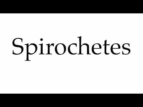 How to Pronounce Spirochetes