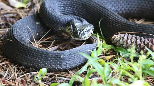 Plain-Bellied Water Snake: Habitat, Diet, and Identification Tips