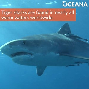 22K views · 368 reactions | The tiger shark gets its name from the...