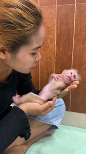 #cute #lovely #newbornbabymonkey #adorablebabymonkey #animals #monkeys | Cute Baby Monkey