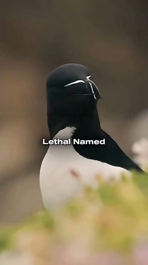 Razorbill Facts So Wild, They Look Unreal