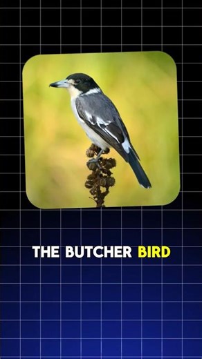 A Monster Hides in Plain Sight: Meet the Shrike | Nature's Butcherbird
