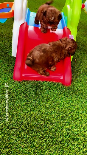 Winnie and Pooh Bear are getting their groove on—cha-cha style! 🐾💃 They’re sliding to the left, sliding to the right, and showing off their best little wiggles on the puppy slide. Who knew playtime could be this smooth?! 🎶✨ 👇Visit our Website👇 www.sweetandsassyshihtzu.com #SweetAndSassyShihTzu #shihtzu #ChaChaPuppies #SlideToTheLeft #shihtzupuppy #SlideToTheRight #WiggleAndWoof #puppylove #WinnieAndPoohBear #shihtzulove #imperialshihtzulovers #ShihTzuGroove #PuppyPlaytime #TooCuteToHandle #