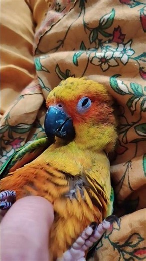 Sunny the Sun Conure has totally got me hooked! 💖🦜 #conurelove