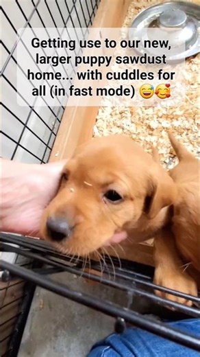 5 week old puppies move from whelping box to large sawdust kennels ❤️ #puppylove #cutepuppies