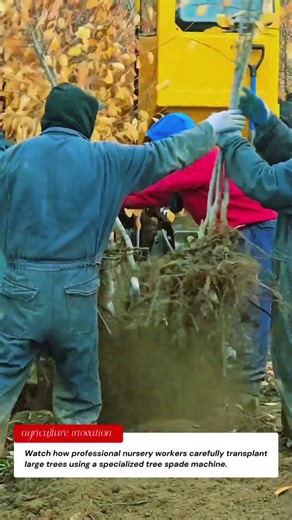 Amazing Tree Transplanting Process Using Heavy Machinery 🌳🚜