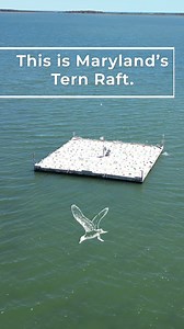 497K views · 14K reactions | Did you know that Maryland has a Tern...