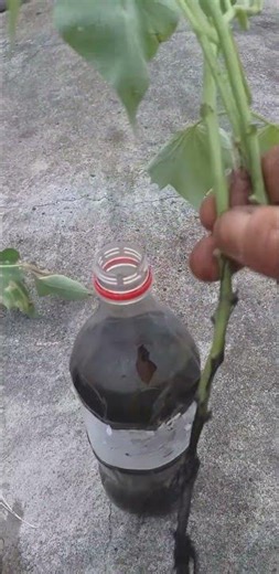 See the difference between the water from Poço Sou Luba and the fresh water with sweet potato.