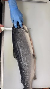 Nathan Hambly on Instagram: "Atlantic salmon Salmo salar Farm raised in Tasmania. Broken down into boneless fillets, wings, head and frame. Knife2: 25cm victory fillet knife #fish #fillets #snapper #asmr #butcher #fishtok #handline #linecaught #ikijime #brainspike #iceslurry #seafood #ocean #caught #tuna #inshore #fishmonger #victorinox #boning #sealife #graftonfishbutcher #realfishmongersofinsta #clarencevalley #coffsharbour #coffscoast #clean #pristine #fyp #foryou #reels"